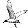 gull free clipart