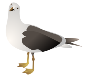 gull marcelo staudt free clipart