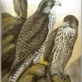 gyrfalcon free clipart