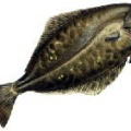 halibut free clipart