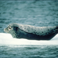 harbor seal free clipart