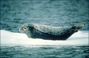 harbor seal free clipart
