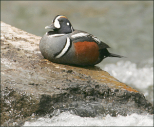 harlequin duck free clipart