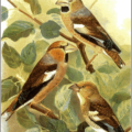 hawfinch free clipart