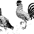 hen and rooster free clipart