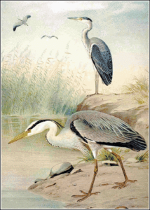 heron free clipart