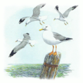 herring gull free clipart