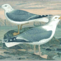 herring gull larus argentatus free clipart