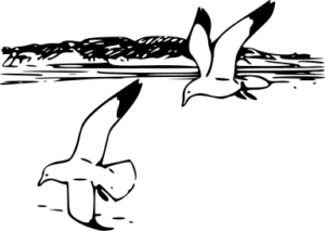 herring gulls free clipart