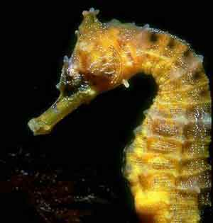 hippocampus free clipart hippocampus free clipart
