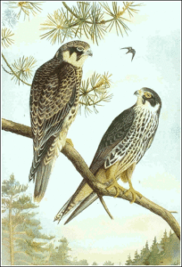 hobby free clipart
