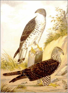 honey buzzard free clipart
