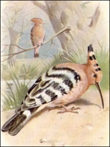 hoopoe free clipart