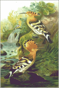 hoopoe free clipart