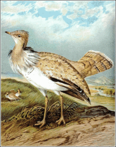 houbara bustard free clipart