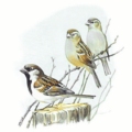 house sparrow free clipart