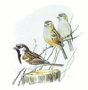 house sparrow free clipart
