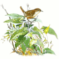 house wren free clipart