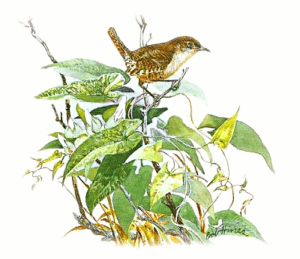 house wren free clipart