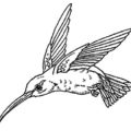 hummingbird bw free clipart