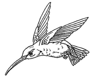 hummingbird bw free clipart