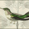 hummingbird trochilidae free clipart