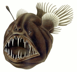 humpback anglerfish free clipart