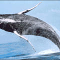 humpback whale breaching free clipart