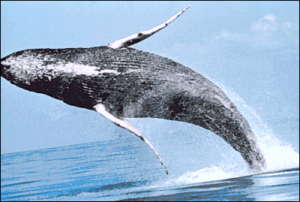 humpback whale breaching free clipart