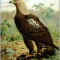 imperial eagle free clipart