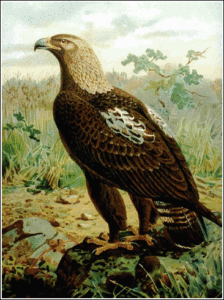 imperial eagle free clipart