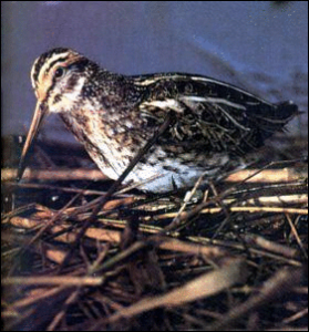 jack snipe free clipart