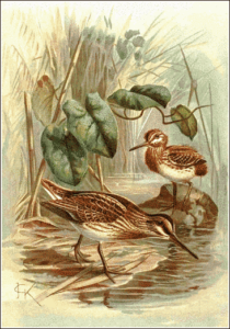 jack snipe free clipart