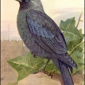 jackdaw free clipart