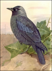 jackdaw free clipart