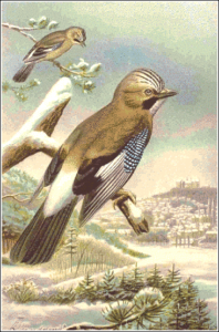 jay free clipart