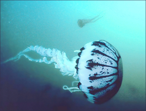 jellyfish free clipart