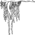 jellyfish free clipart