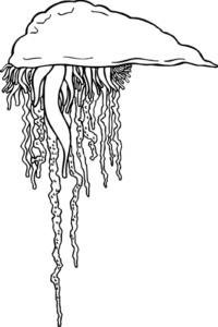 jellyfish free clipart