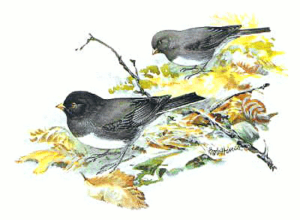 junco free clipart