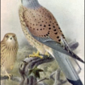 kestrel falco tinnunculus free clipart