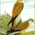 kestrel free clipart