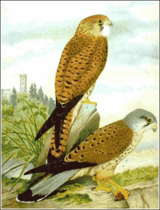 kestrel free clipart