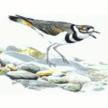 killdeer free clipart