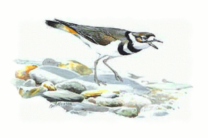 killdeer free clipart