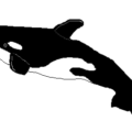 killer whale free clipart