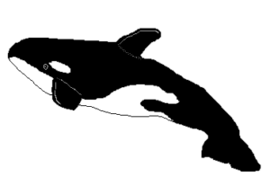 killer whale free clipart