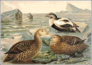 king eider free clipart