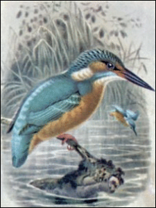 kingfisher free clipart