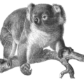 koala bw free clipart